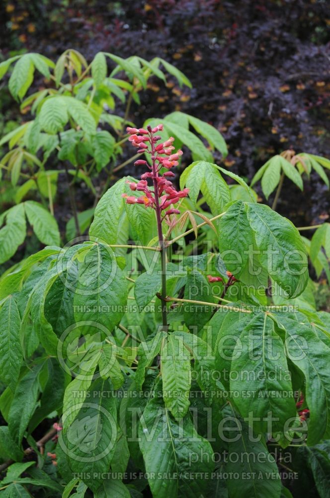 Aesculus Humilis (red buckeye or firecracker plant) 1 