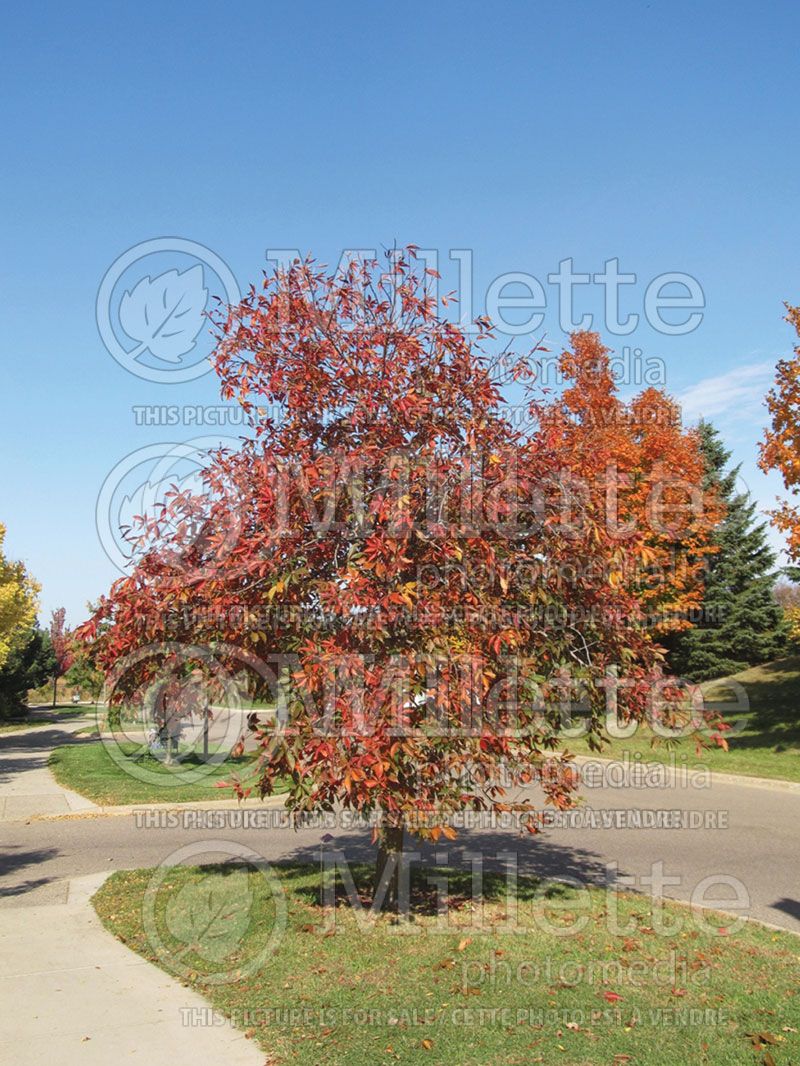 Aesculus Autumn Splendor Horse Chestnut