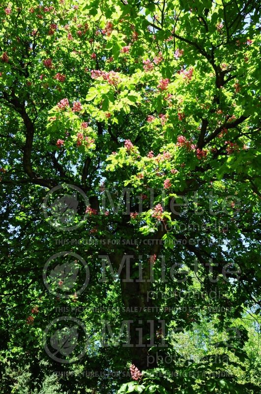 Aesculus Briotii (Chestnut) 2 