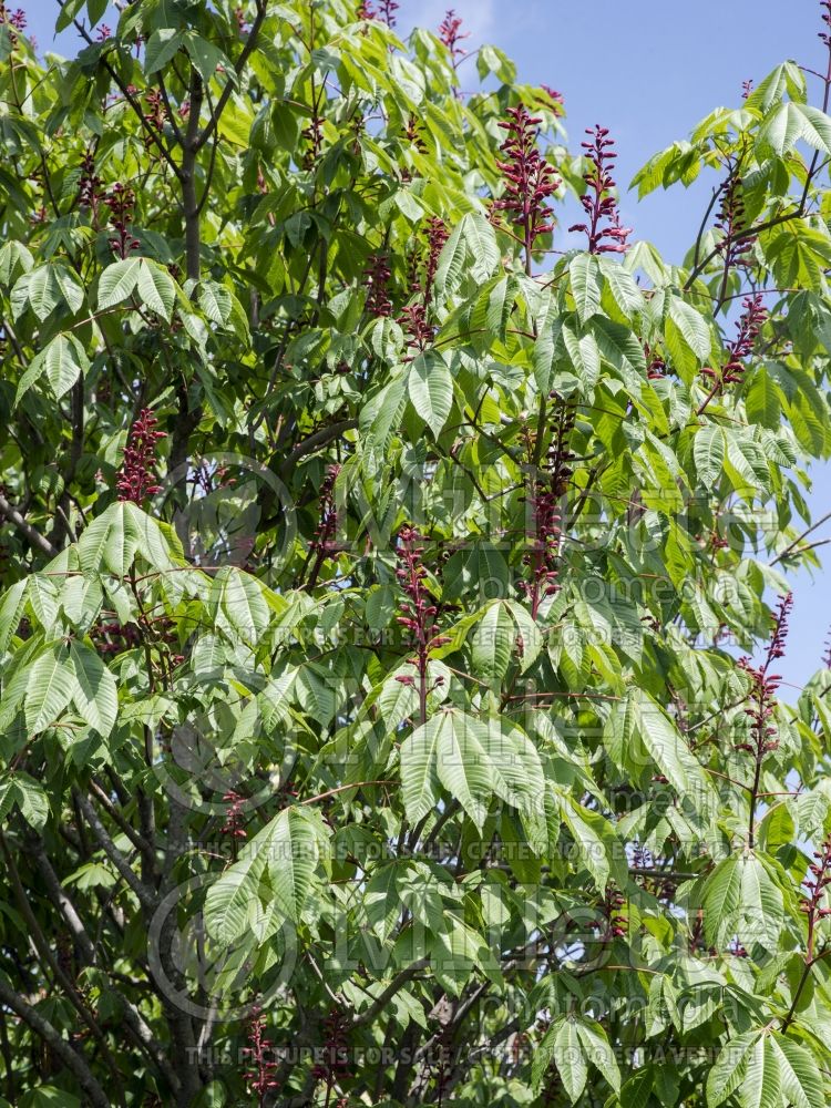 Aesculus Briotii (Chestnut) 4 