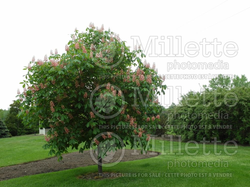 Aesculus Fort McNair (Red horsechestnut) 7 