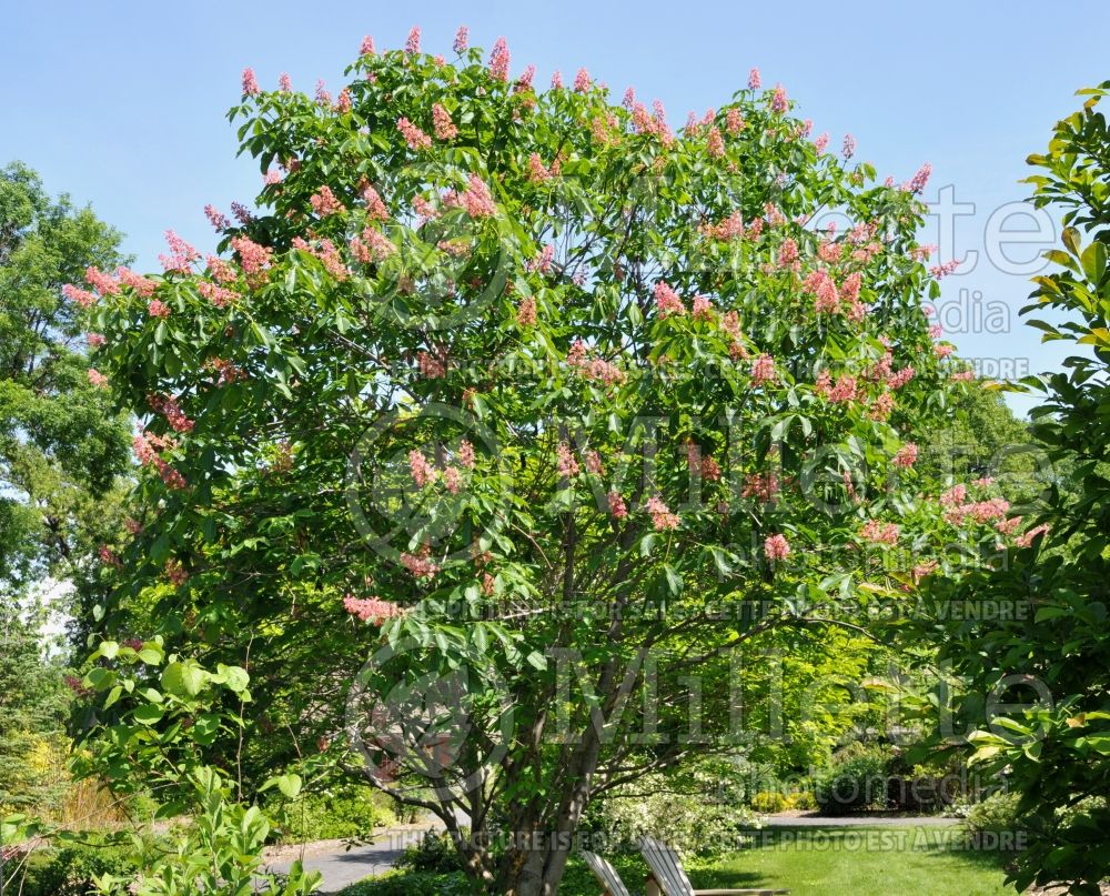 Aesculus Fort McNair (Red horsechestnut) 2 