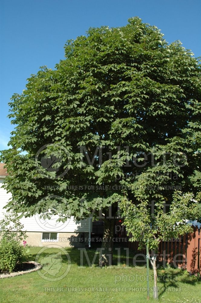 Aesculus glabra (Ohio buckeye, American buckeye, or fetid buckeye) 2 