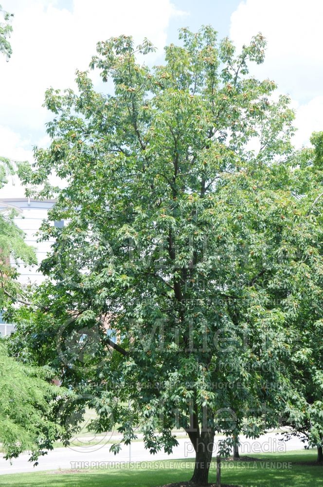 Aesculus glabra (Ohio buckeye, American buckeye, or fetid buckeye) 3 