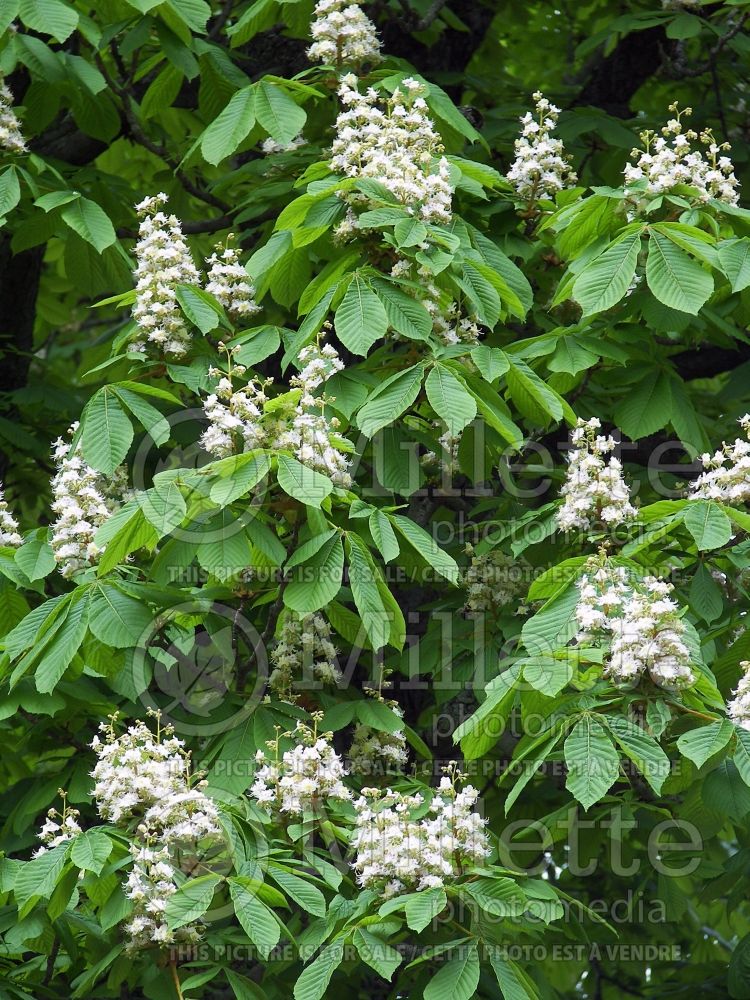 Aesculus glabra (Ohio buckeye, American buckeye, or fetid buckeye) 1 