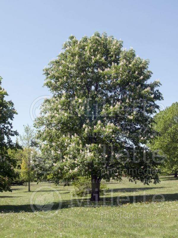 Aesculus hippocastanum (Buckeye) 1 