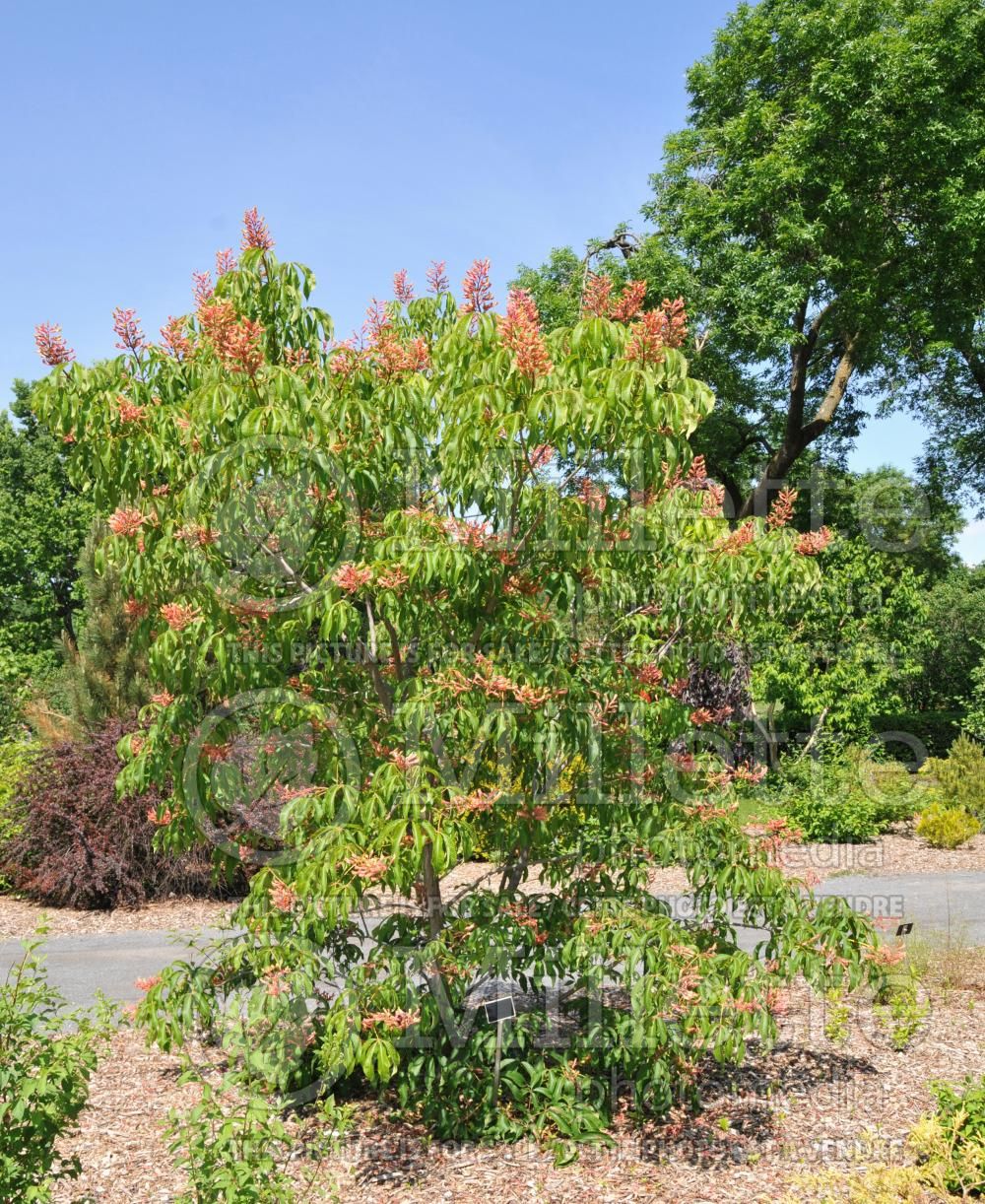 Aesculus Induta (Ohio buckeye, American buckeye, or fetid buckeye) 1 