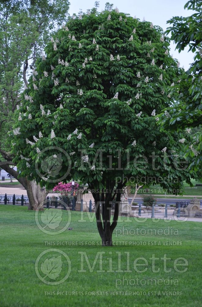 Aesculus parviflora (Bottlebrush Buckeye) 2 