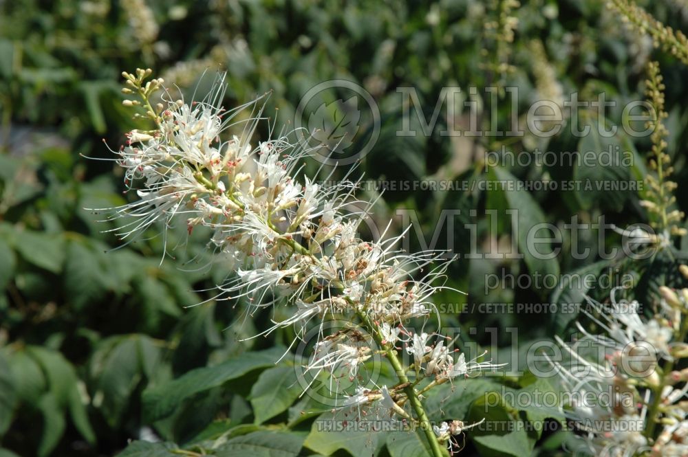 Aesculus parviflora (Bottlebrush Buckeye) 1 