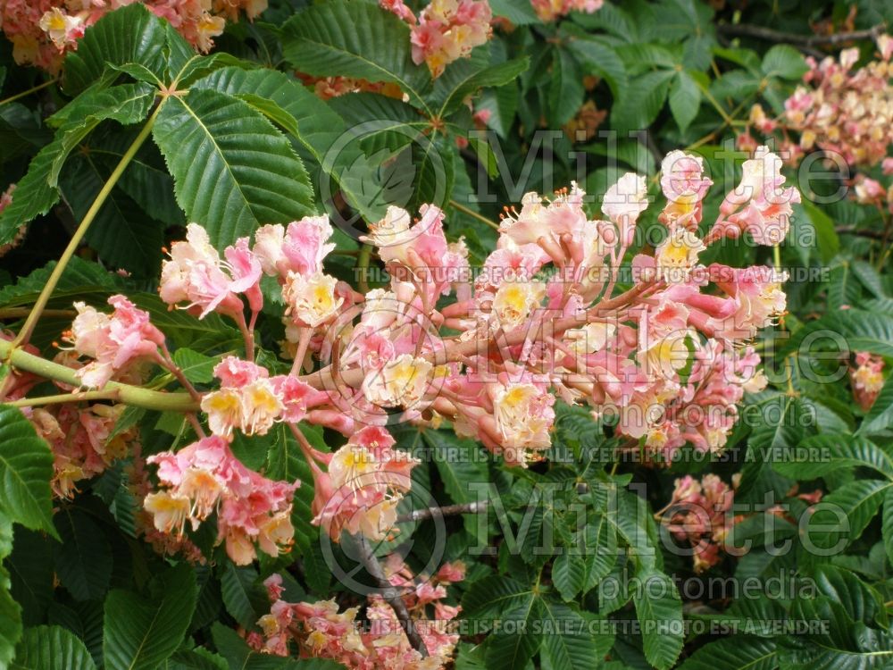 Aesculus O'Neill Red (Horsechestnut) 1 