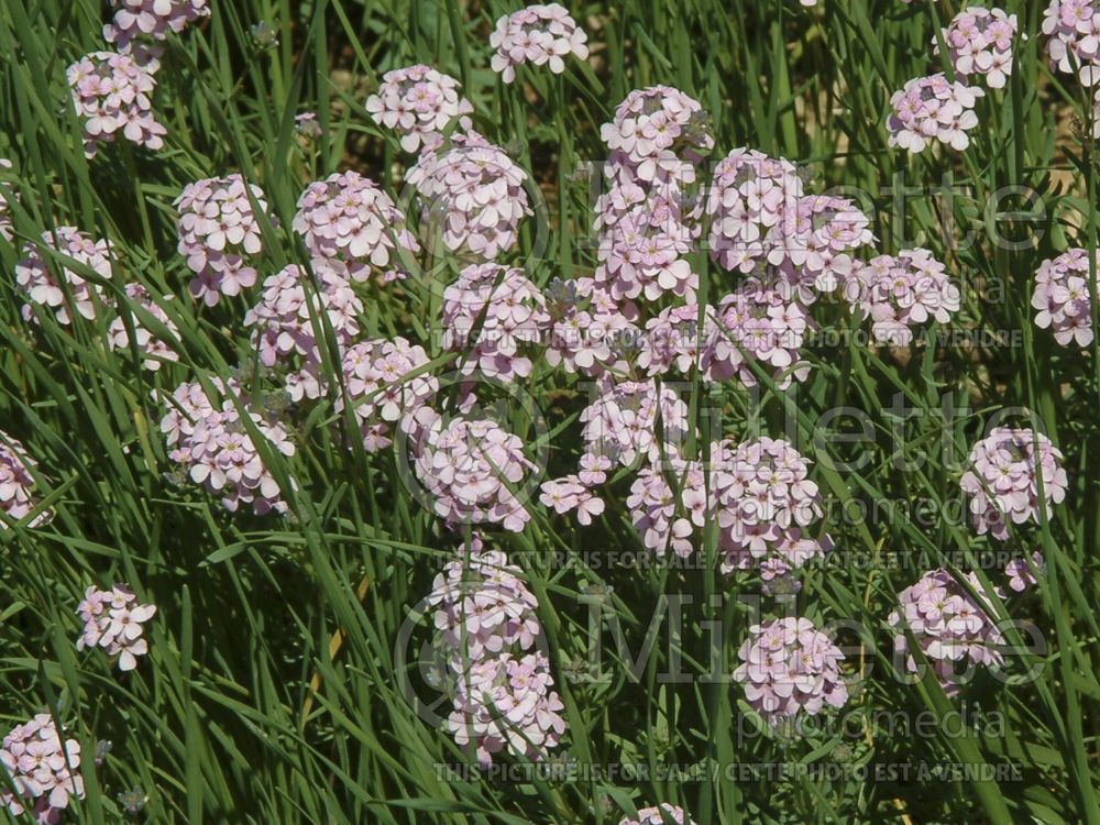 Aethionema cordifolium (Lebanon Stonecress) 1 