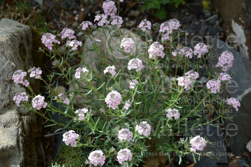 Aethionema grandiflorum (Persian Stonecress) 1 