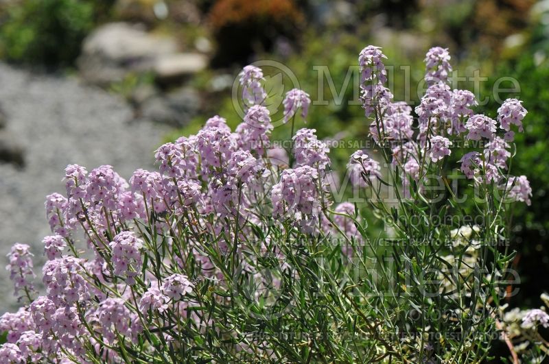 Aethionema grandiflorum (Persian Stonecress) 2 