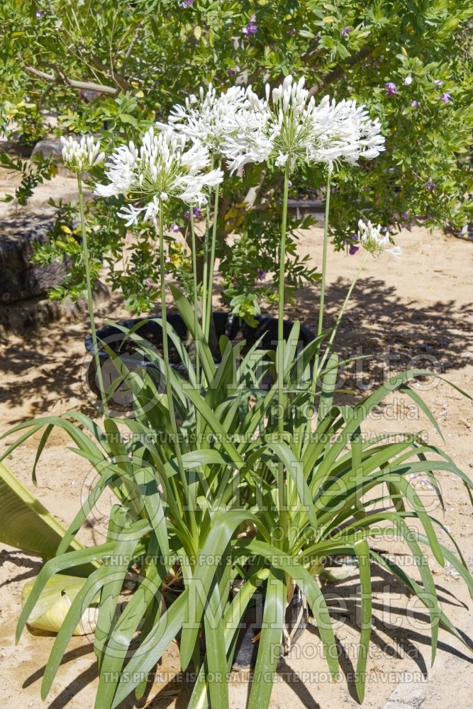 Agapanthus Albus (African Lily) 1