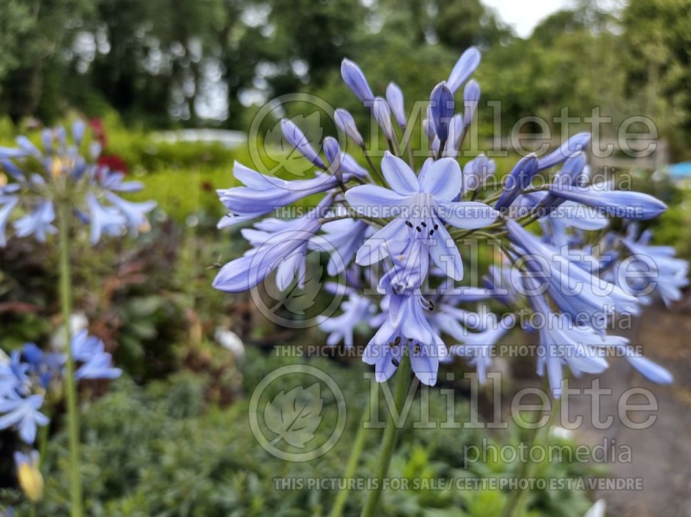 Agapanthus Doctor Brouwer (African Lily) 1