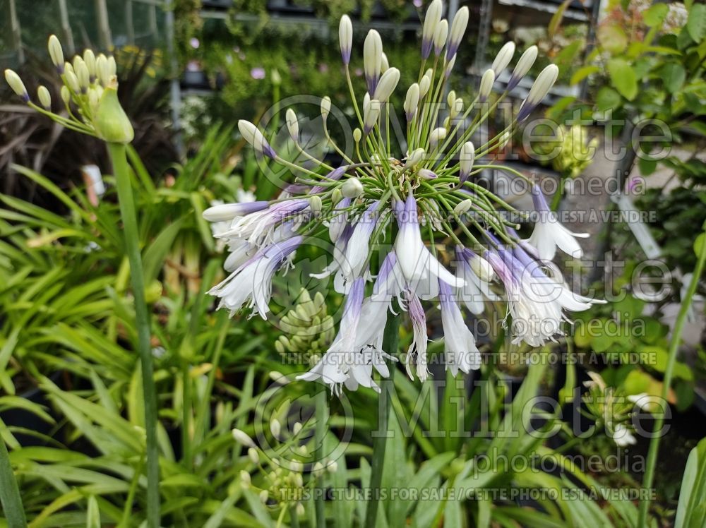 Agapanthus Fireworks (African Lily) 1