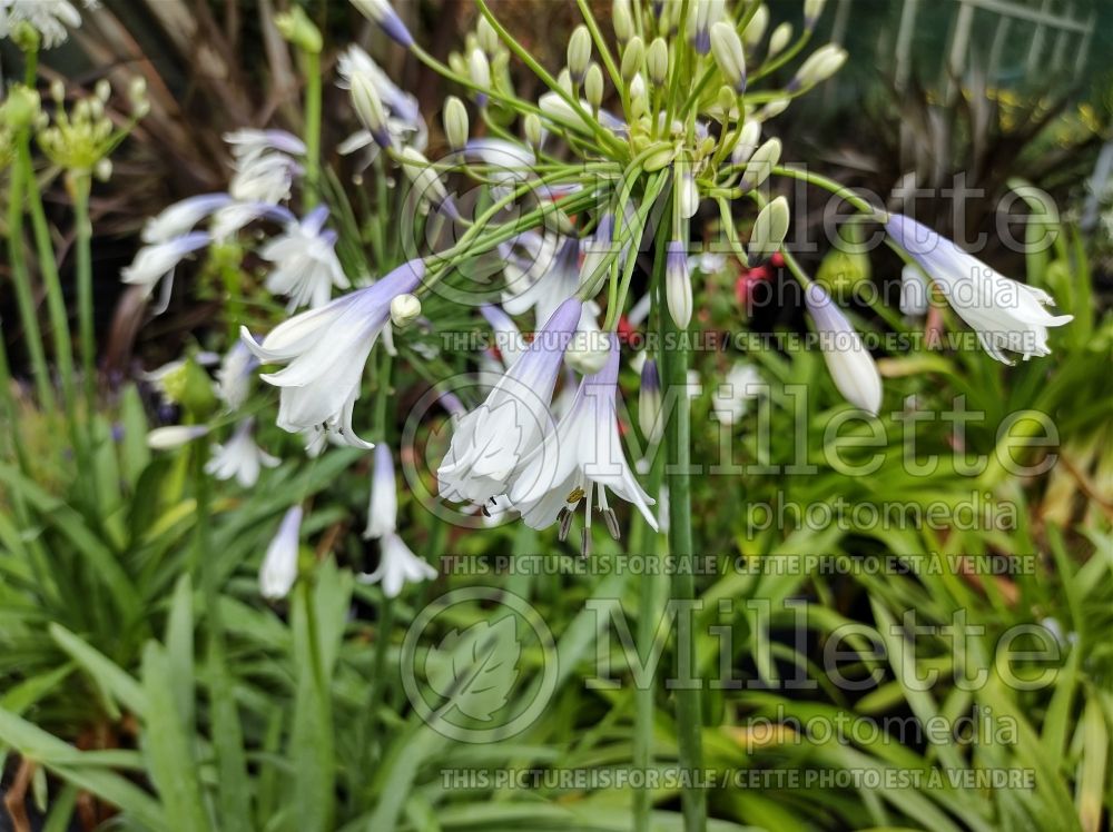 Agapanthus Fireworks (African Lily) 2
