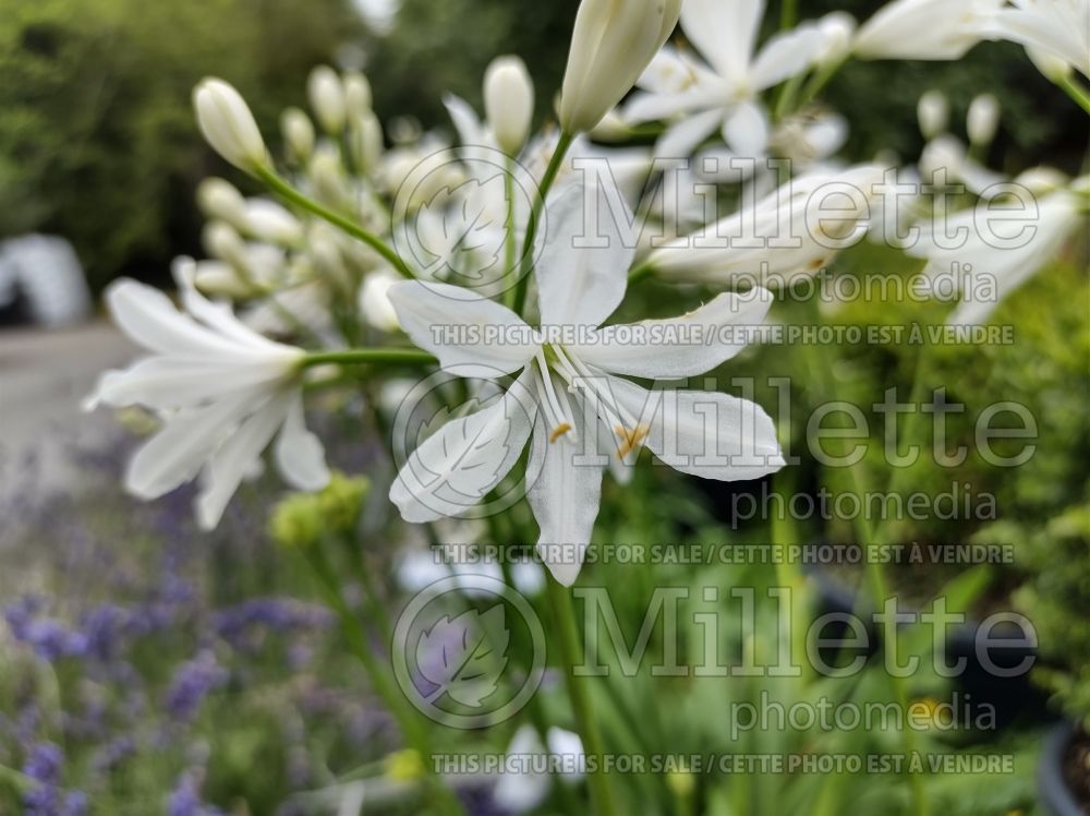 Agapanthus Kilmurry White (African Lily) 1