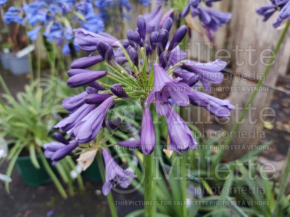 Agapanthus Poppin' Purple (African Lily) 1
