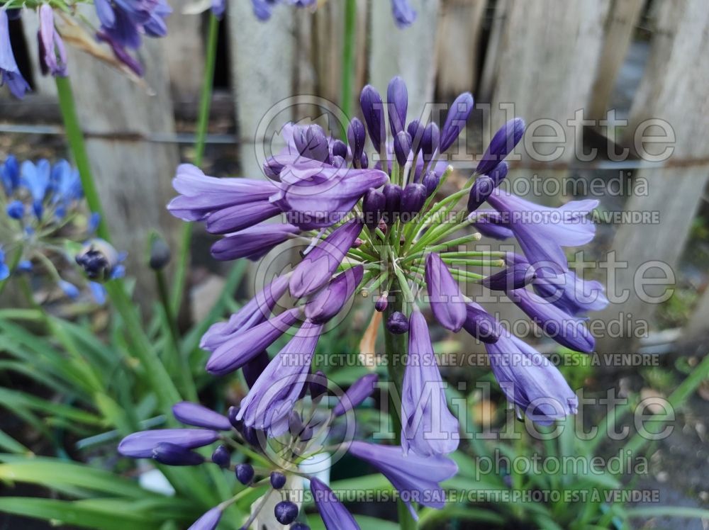 Agapanthus Poppin' Purple (African Lily) 2