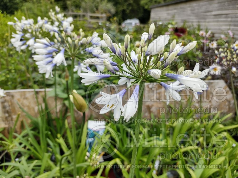 Agapanthus Twister (African Lily) 3