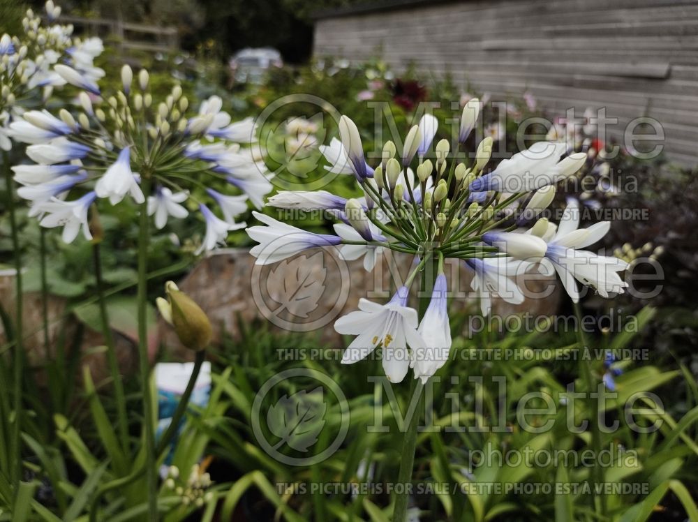 Agapanthus Twister (African Lily) 4