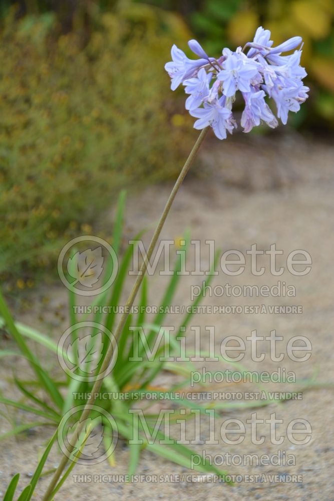 Agapanthus Summer Skies (African Lily) 1