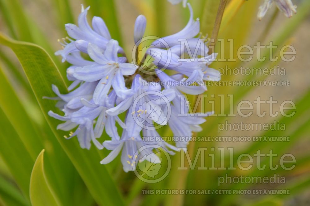 Agapanthus Summer Skies (African Lily) 2