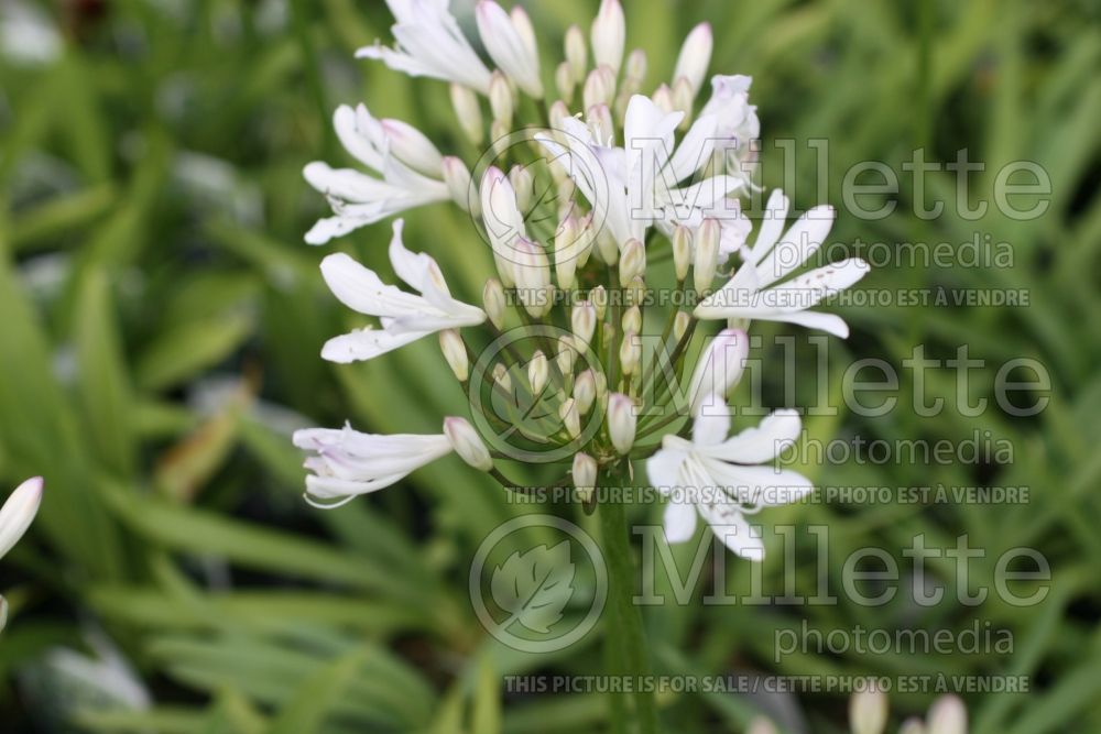 Agapanthus Albus Roseus (African Lily) 1