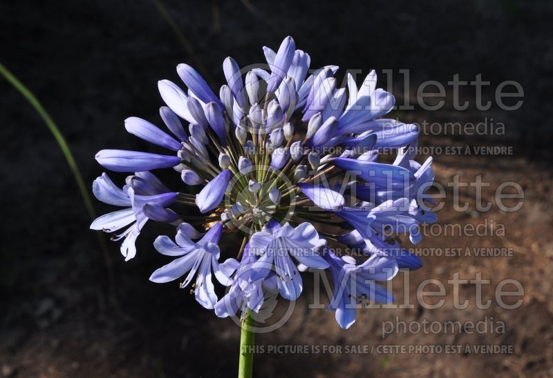 Agapanthus Amsterdam (African Lily) 1