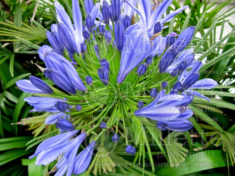 Agapanthus Blue Yonder (Lily of the Nile African Lily) 1