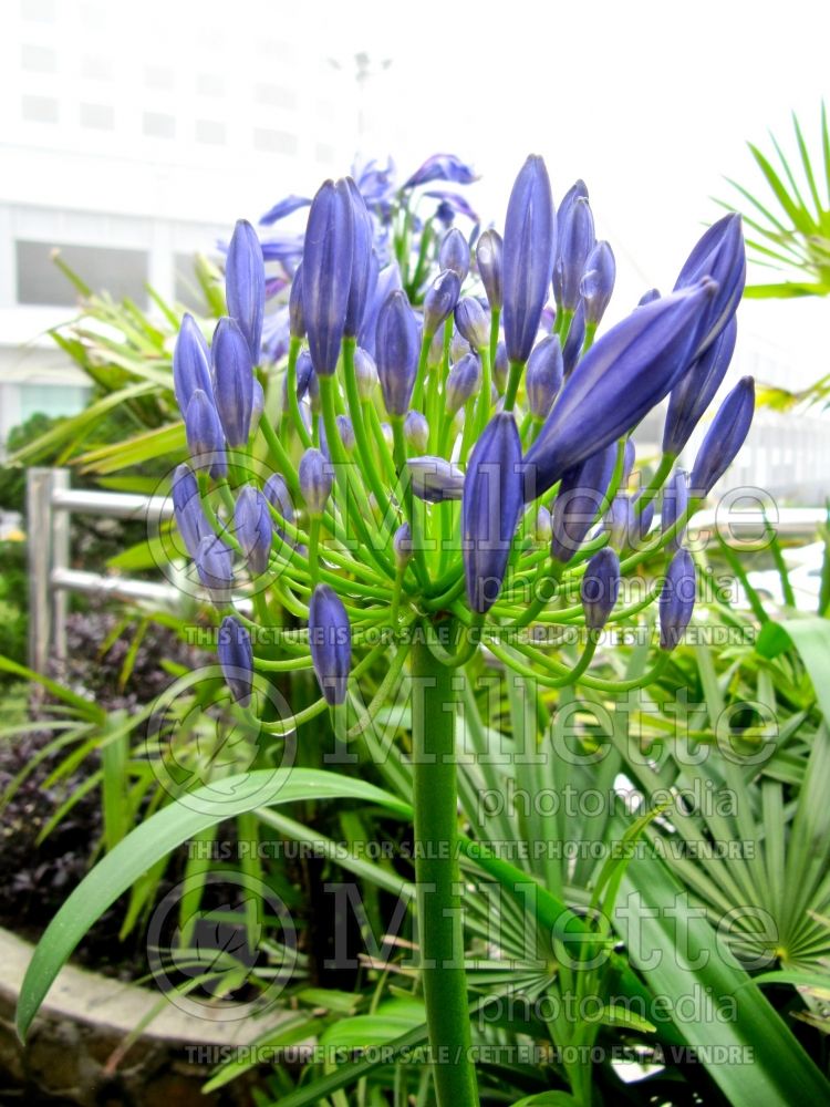 Agapanthus Blue Yonder (Lily of the Nile African Lily) 2