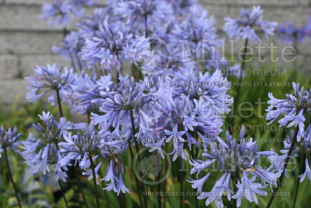 Agapanthus Eggesford Sky (African Lily) 1