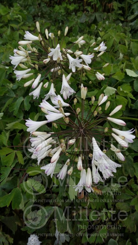 Agapanthus Glacier Stream (Lily of the Nile African Lily) 1