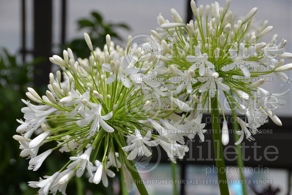 Photo of Agapanthus Queen Mum (African Lily)