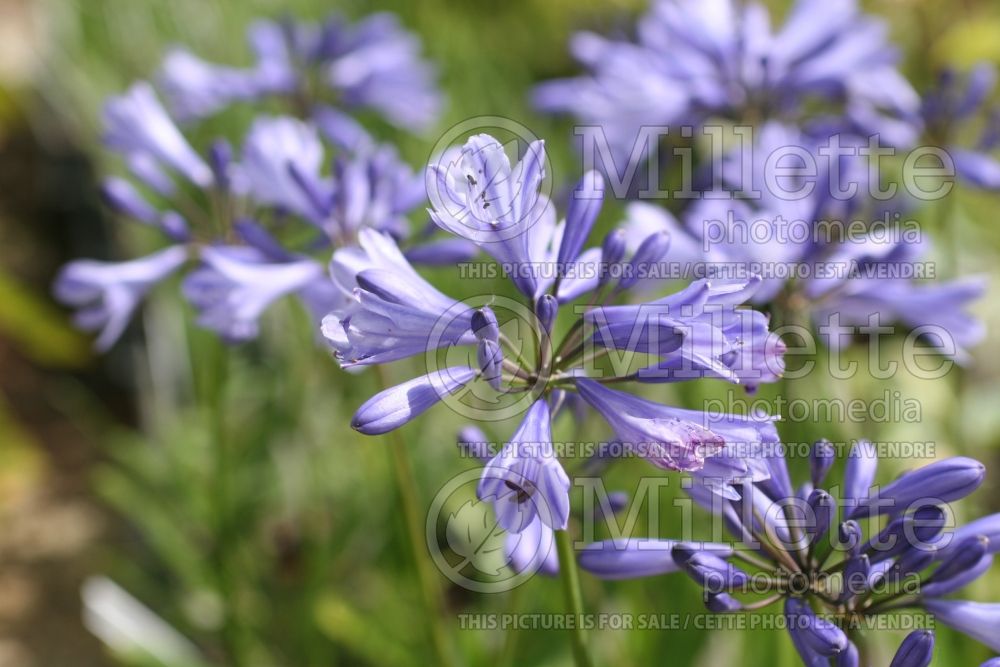 Agapanthus Twilight Zone (African Lily) 1