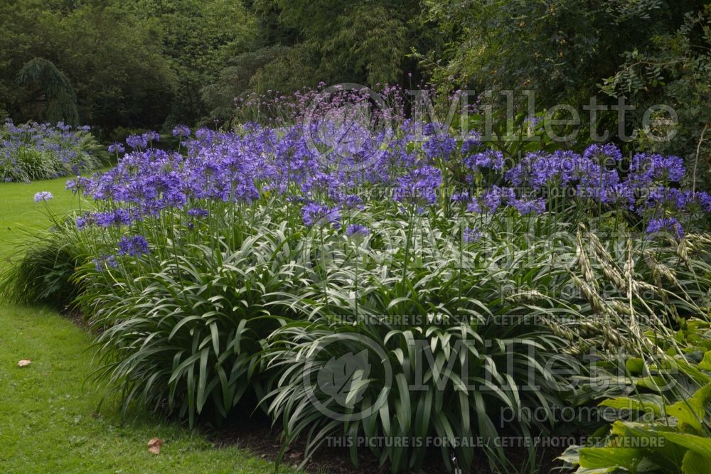 Agapanthus Blue Giant (African Lily) 1