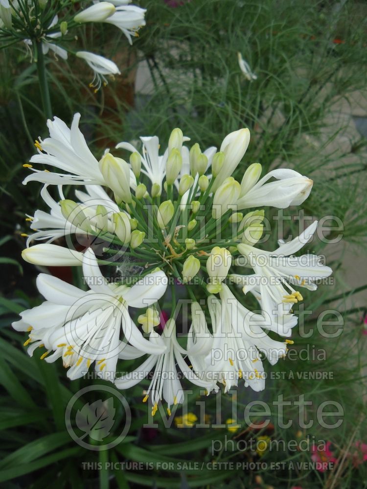 Agapanthus White Superior  (African Lily) 1