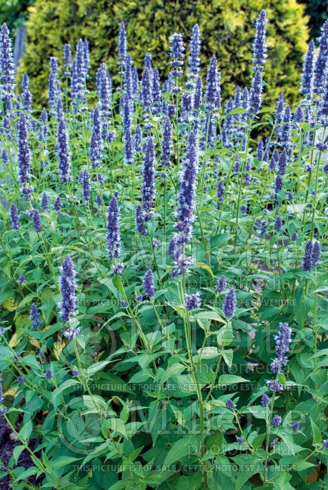 Agastache foeniculum (Hyssop) 6