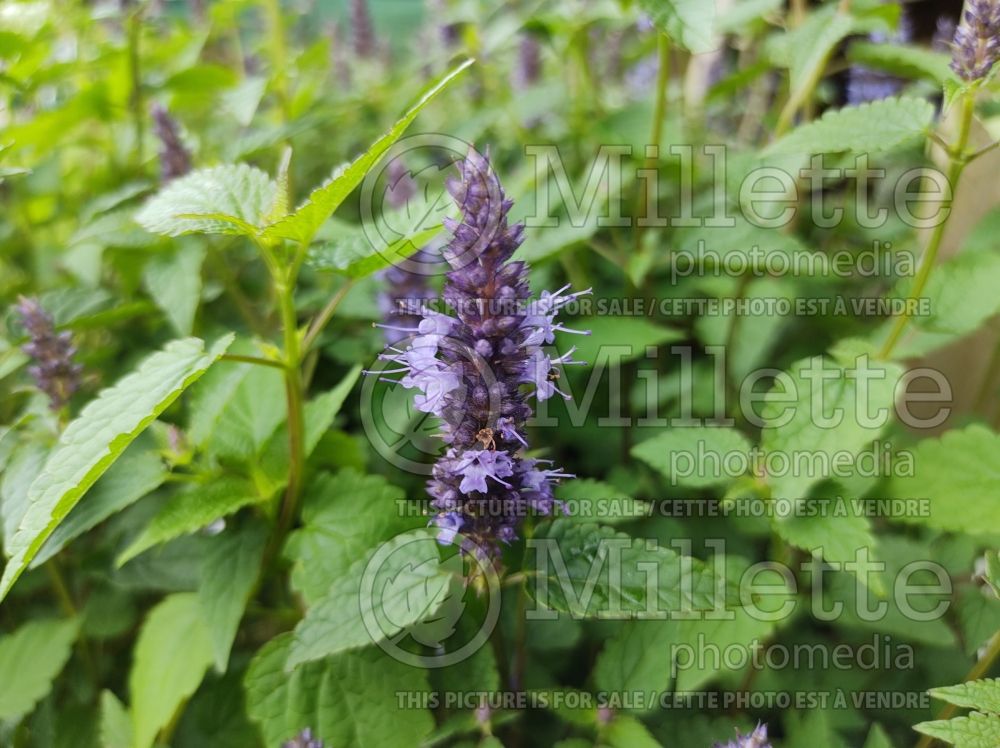 Agastache Little Adder (Hyssop) 1 