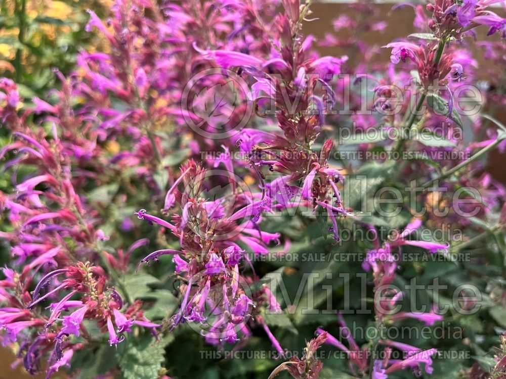 Agastache Meant to Bee Royal Raspberry (Anise Hyssop) 1 