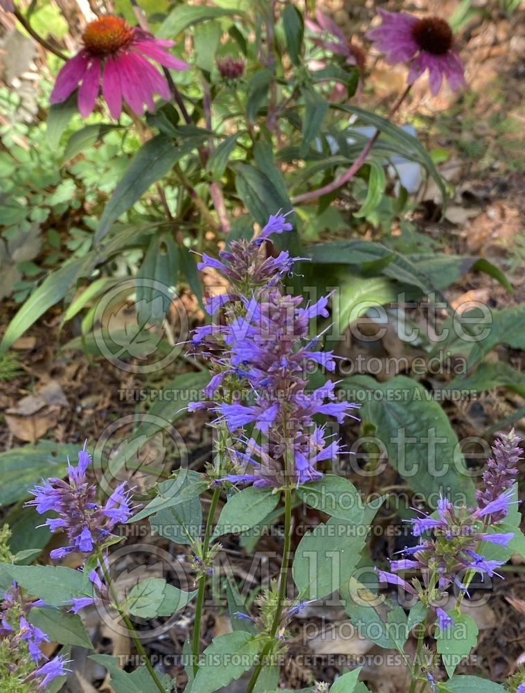 Agastache Purple Haze (Anise Hyssop) 3