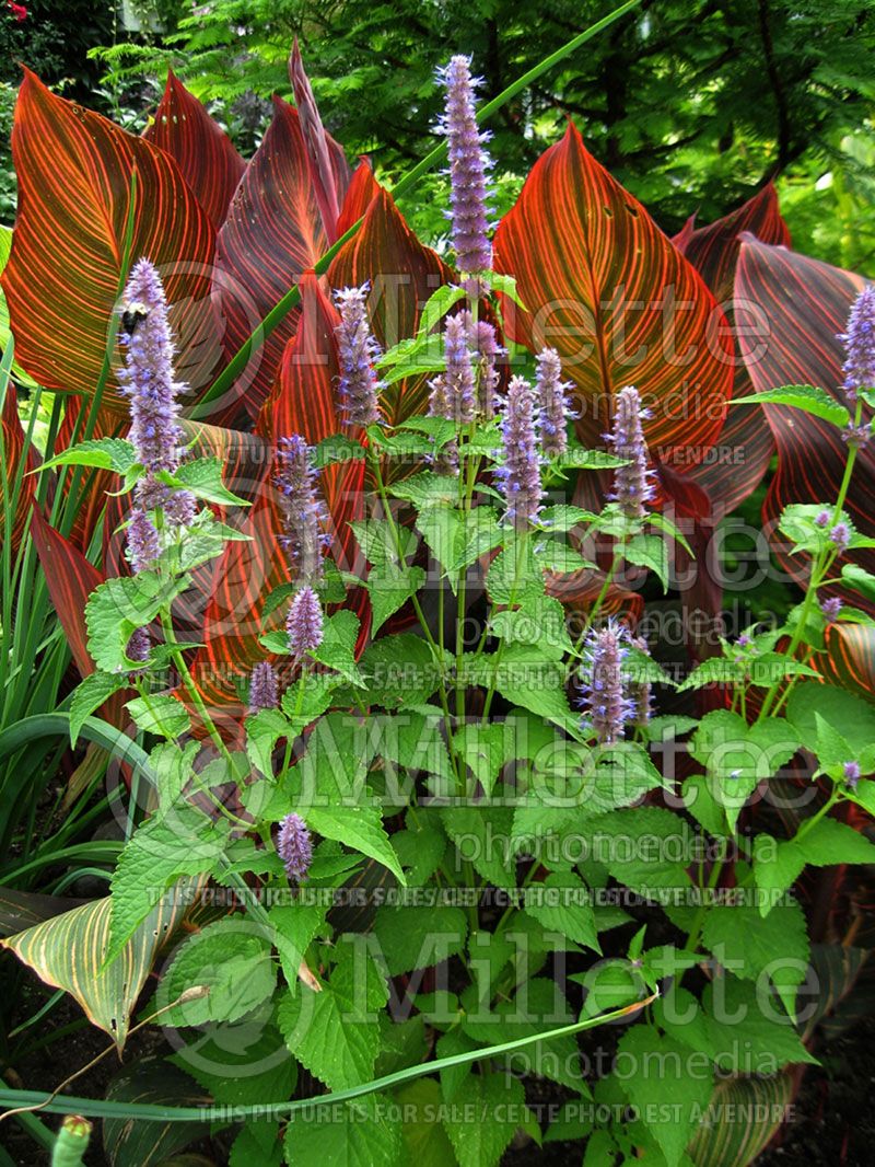 Agastache anisata (Hyssop)  3