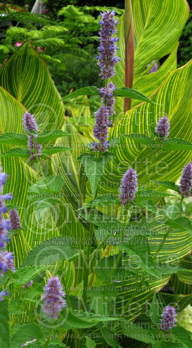 Agastache anisata (Hyssop)  1