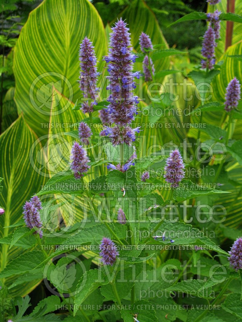 Agastache anisata (Hyssop)  5