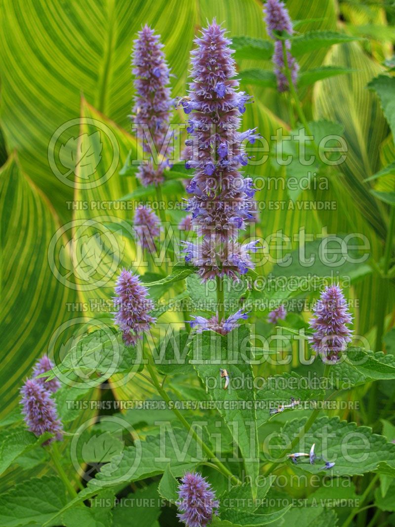 Agastache anisata (Hyssop)  4