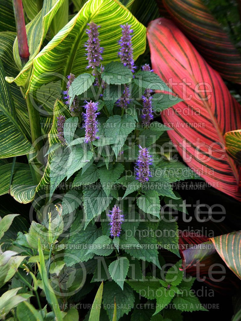 Agastache anisata (Hyssop)  2