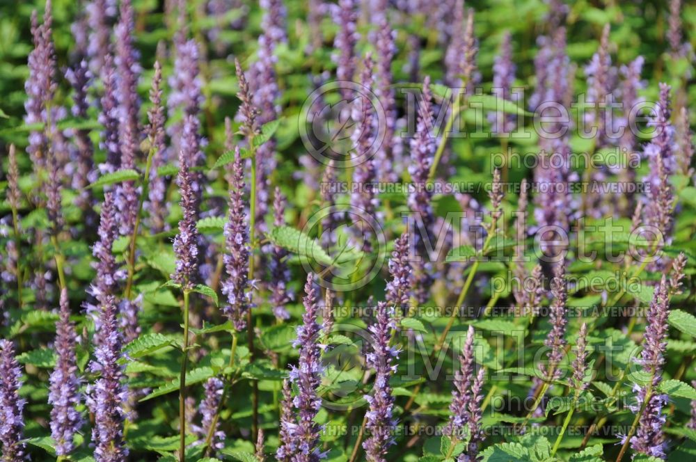 Agastache Astello Indigo (Hyssop) 1 