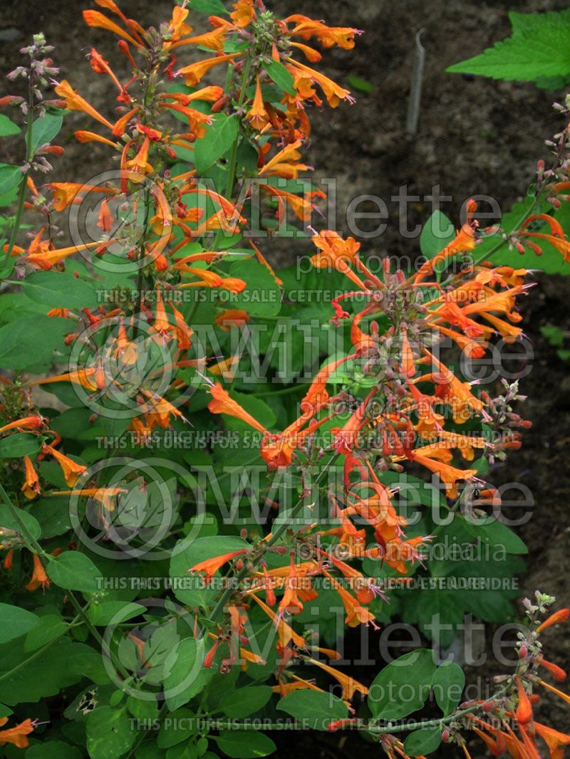 Agastache Apricot Sprite (Hyssop)  1