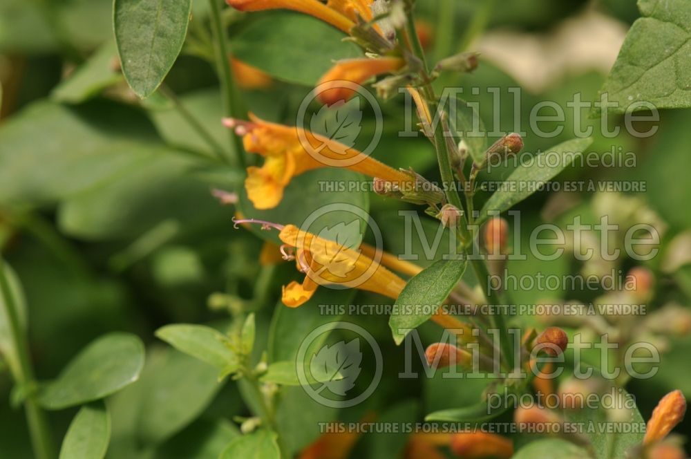 Agastache Apricot Sunrise (Hyssop) 1 